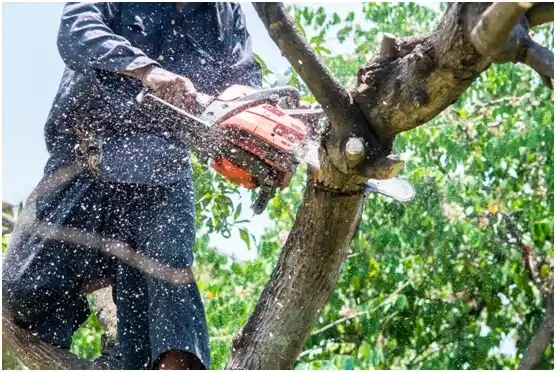 tree services Maunabo